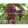 2012 New Crop Fresh Red Grapes